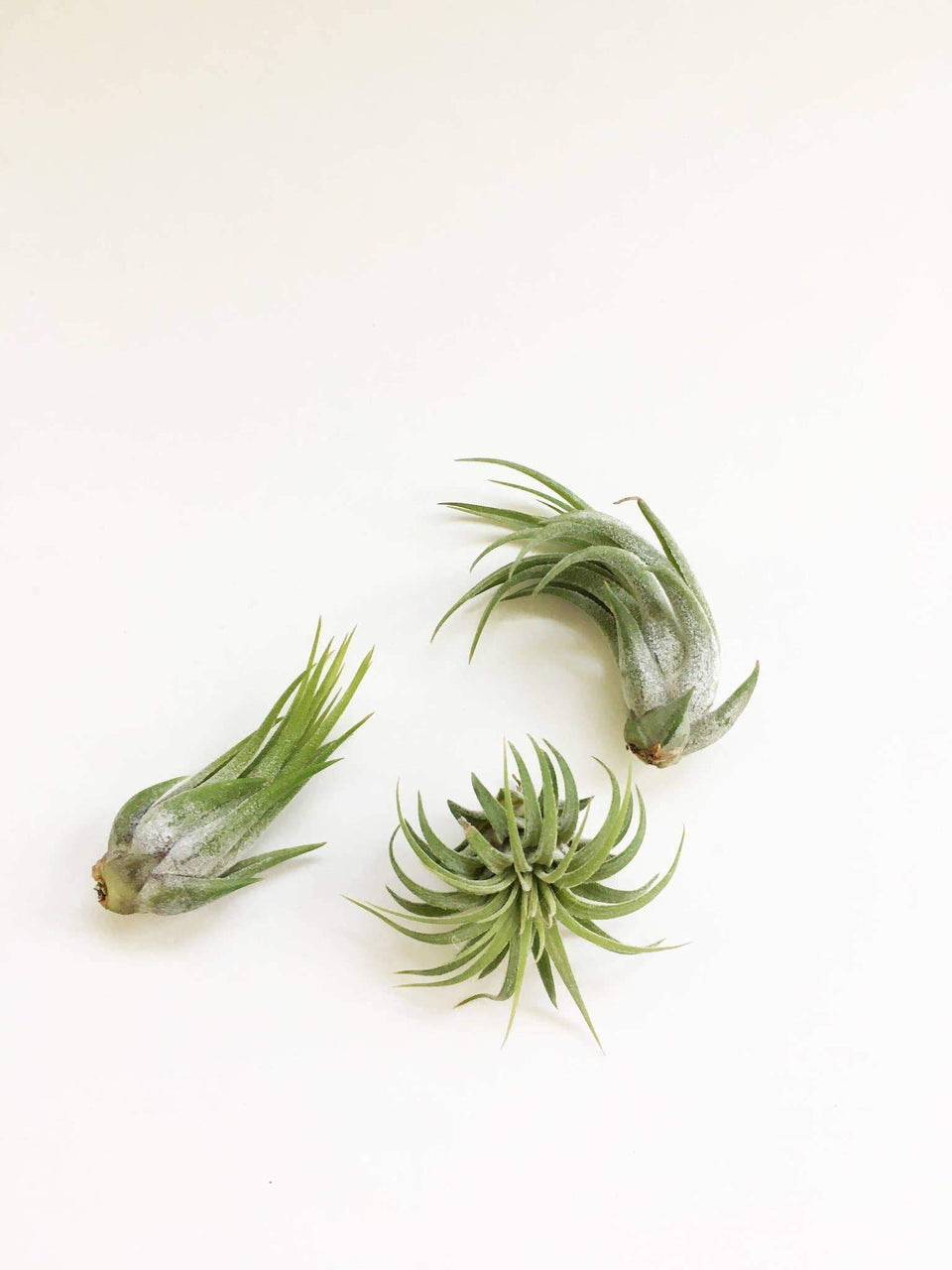 Ionantha Variety Air Plant - One Plant - Small Air Plant